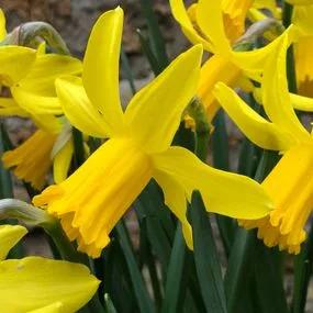 February Gold Daffodil (Narcissus cyclamineus February Gold) Img 2